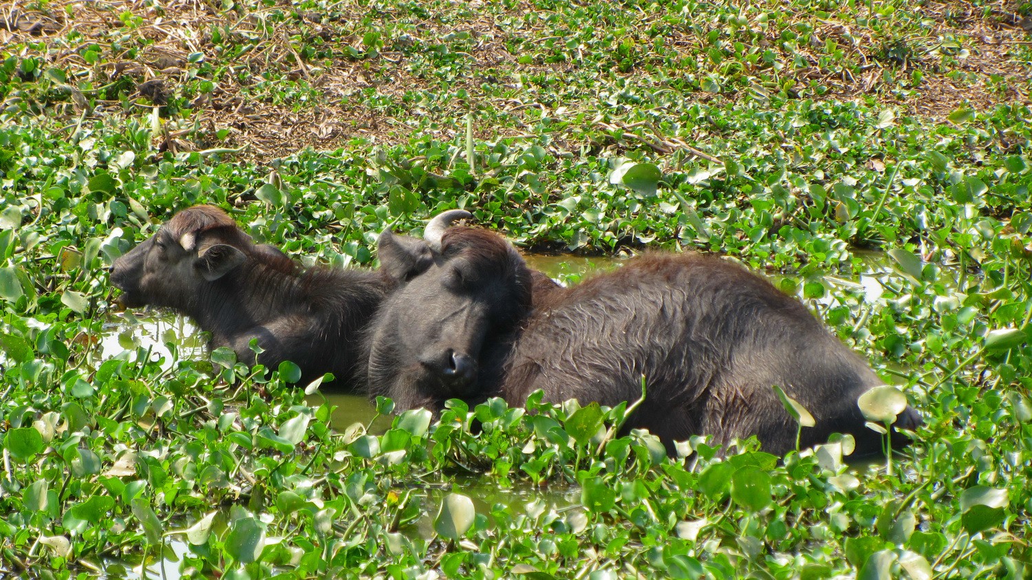 Also the Buffalos are lazy in the midday heat